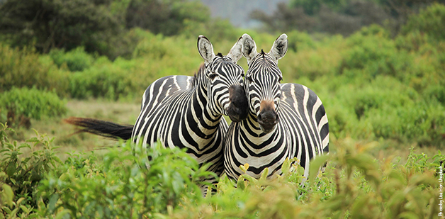 suedafrika